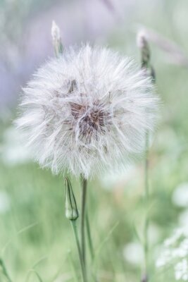 Fototapete Pusteblume und Wiese