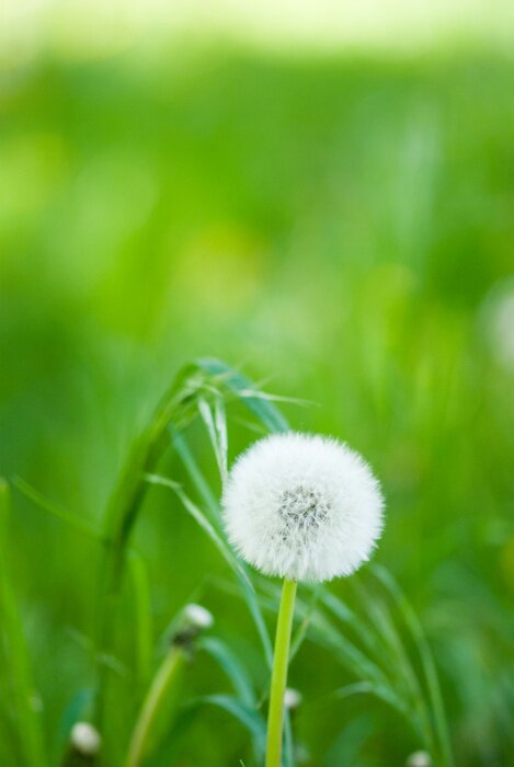 Bild Pusteblume vor dem Hintergrund des Grases