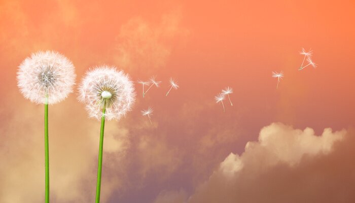 Bild Pusteblume vor dem Hintergrund des rosa Himmels