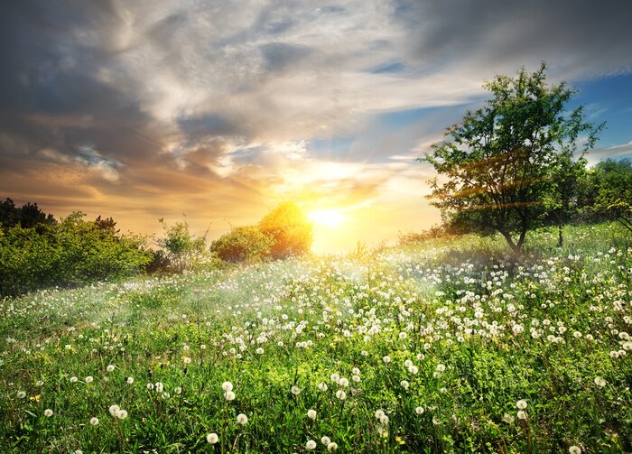 Bild Pusteblumen auf der Wiese in den Bergen