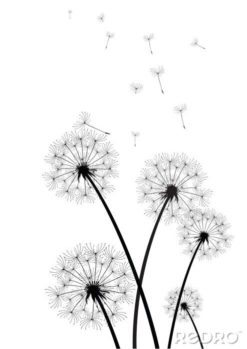 Bild Pusteblumen im Wind