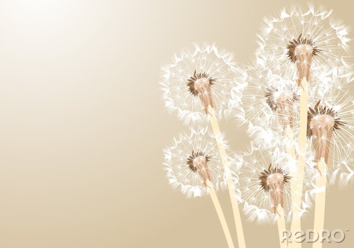 Bild Pusteblumen in Beigenuancen