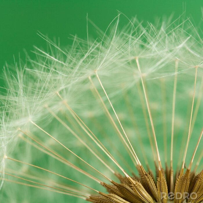 Bild Pusteblumen und Grün