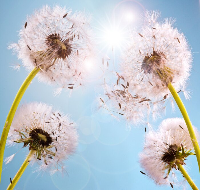 Bild Pusteblumen vor dem Hintergrund des Himmels