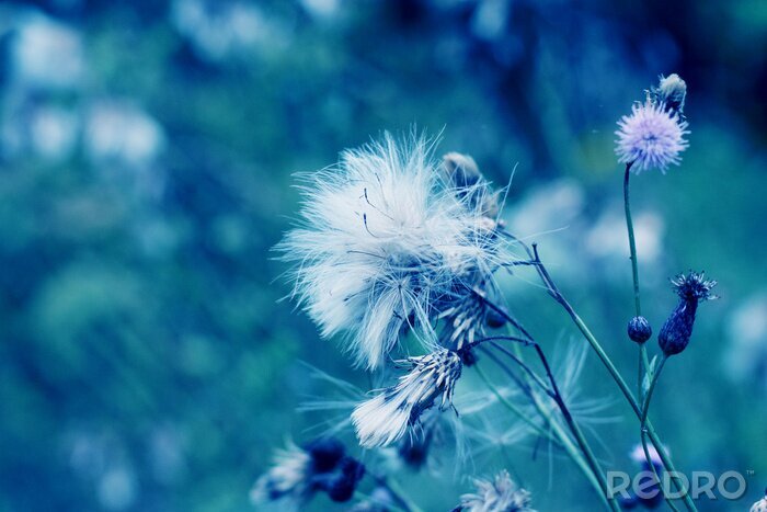 Bild Pusteblumen vor dem Hintergrund eines grünen Waldes