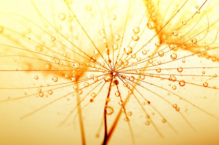 Bild Pusteblumensamen in Sepia