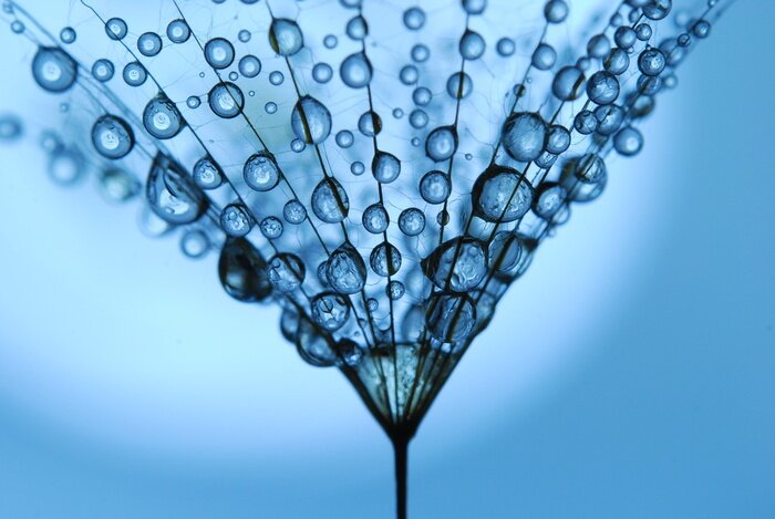 Bild Pusteblumensamen in Tautropfen