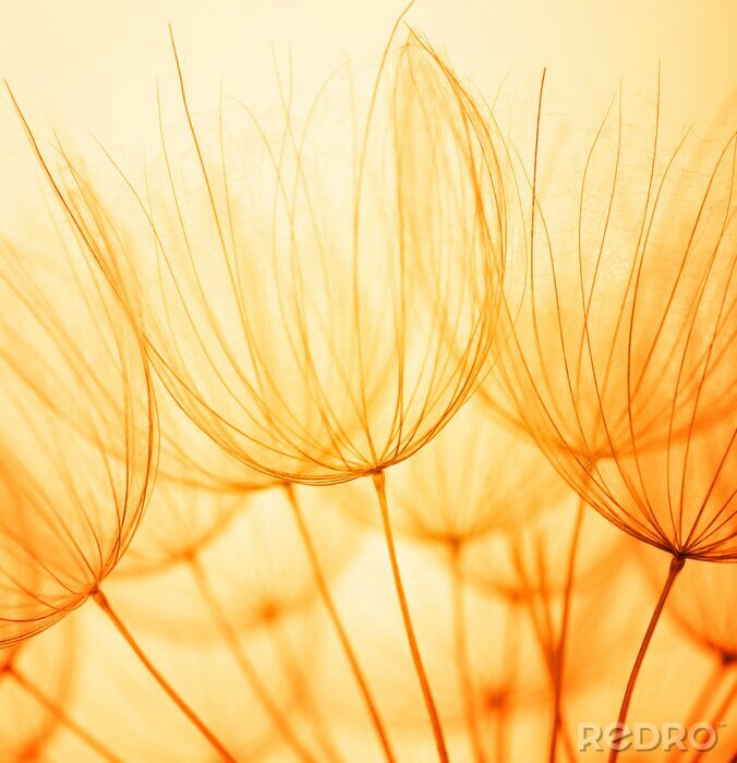 Bild Pusteblumensamen Vintage