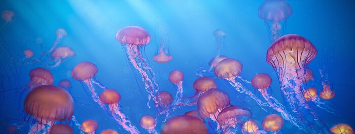 Bild Quallen im Ozean