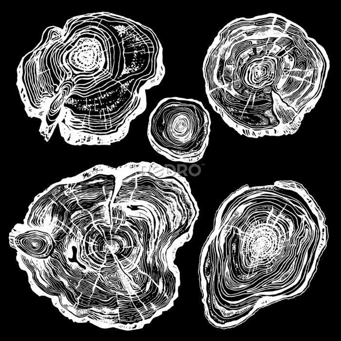 Bild Querschnitt von Bäumen