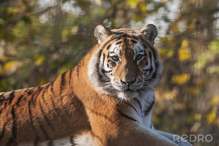 Bild Räuberischer Tiger