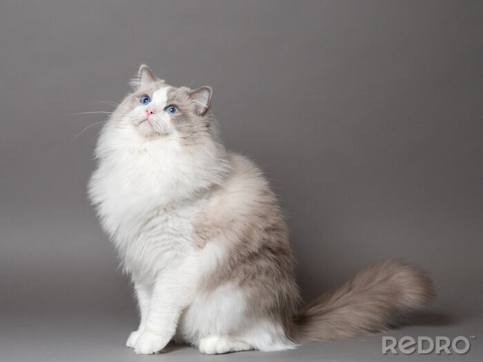 Bild Ragdoll-Katze auf grauem Hintergrund