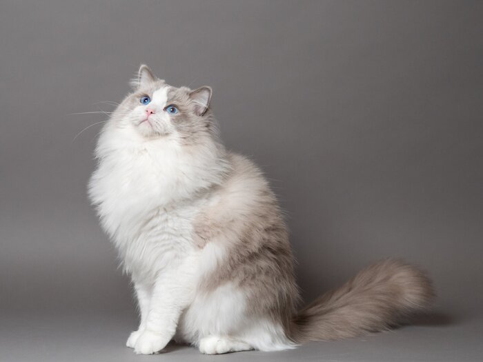 Bild Ragdoll-Katze auf grauem Hintergrund