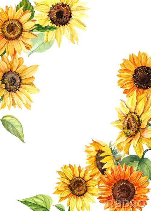 Bild Rahmen aus Aquarell-Sonnenblumen