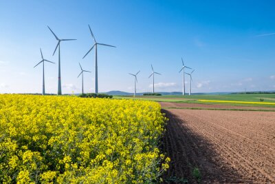 Bild Rapsfeld mit Windmühlen