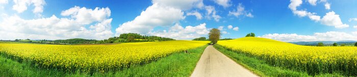 Bild Rapsfeld Panorama