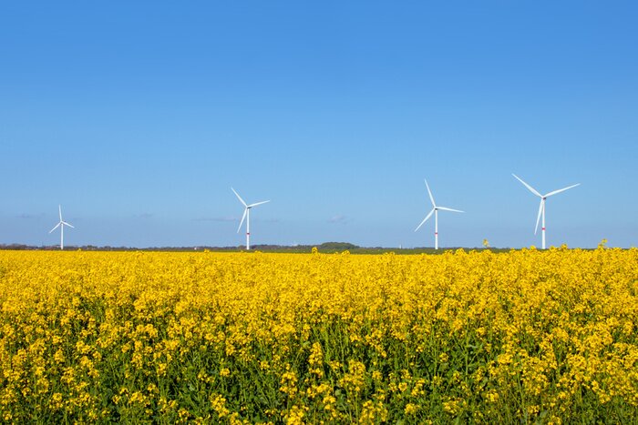 Bild Rapsfeld und Windräder