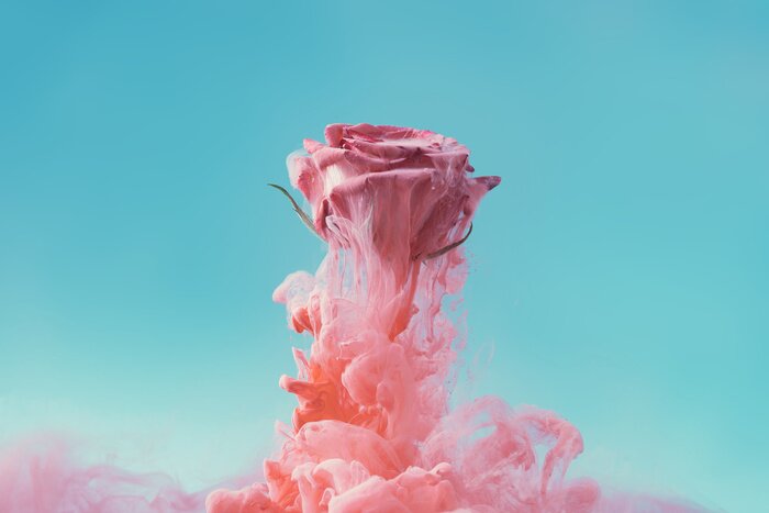 Bild Rauchrose moderne Fotografie