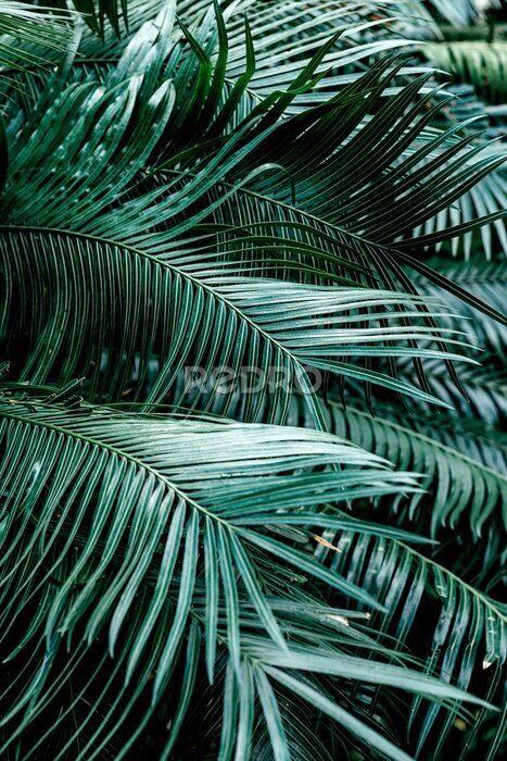 Bild Realistische Aufnahme von dunkelgrünen Palmenblättern