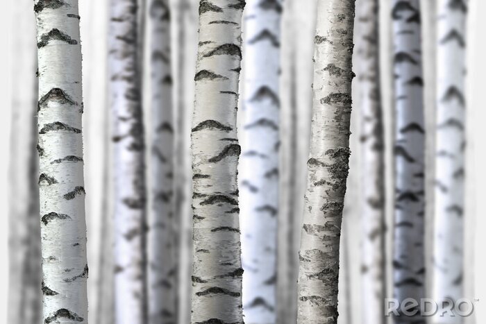 Bild Realistischer Birkenwald