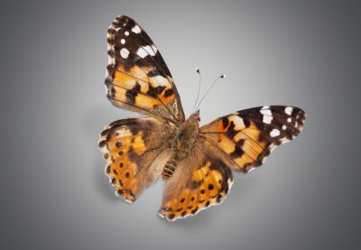 Realistischer Schmetterling auf grauem Hintergrund