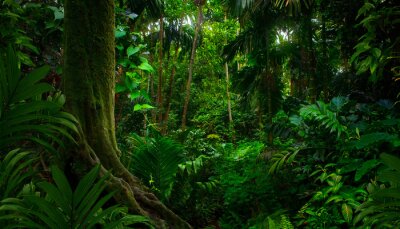 Bild Regendschungel in Asien