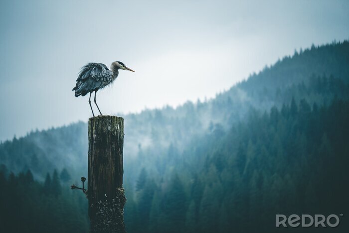 Bild Reiher Vogel im Hintergrund der Berge