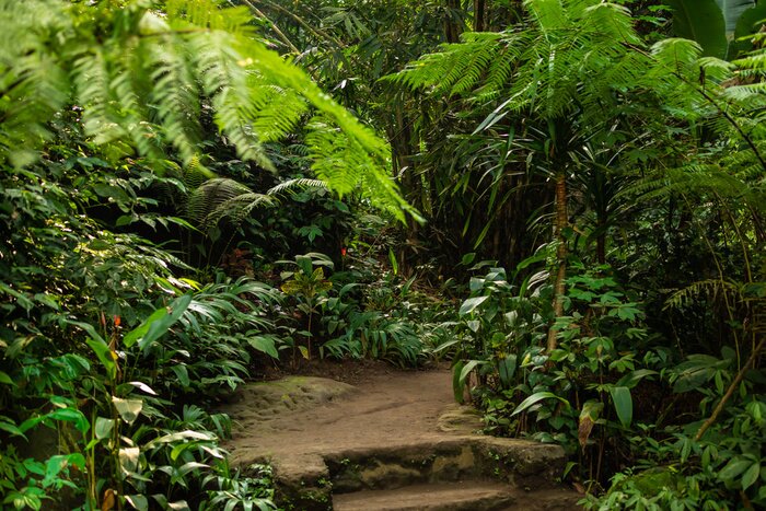 Bild Reise durch den Dschungel in Asien