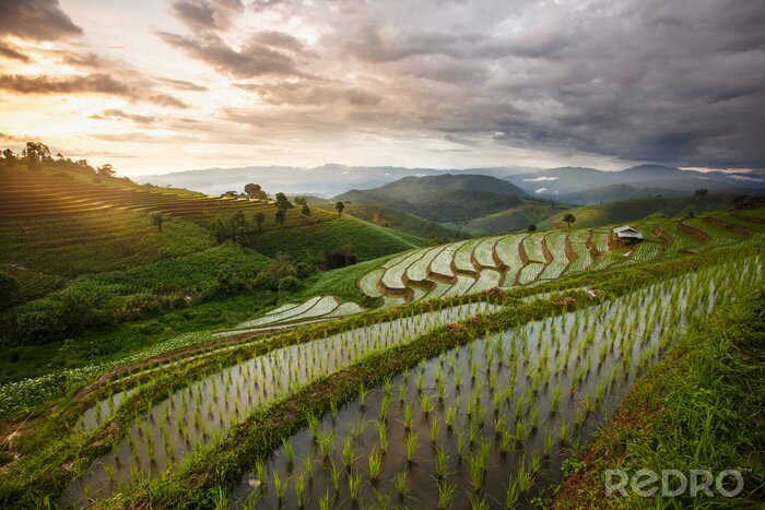 Bild Reisfelder in Asien