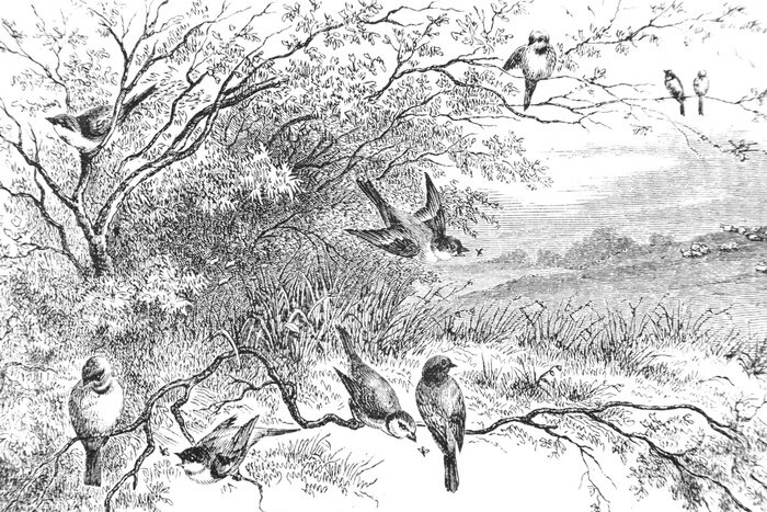 Bild Representation of birds on branches - Vintage Engraved Illustration, 1894