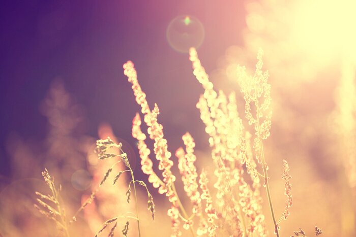 Bild Retro Aufnahme der Natur