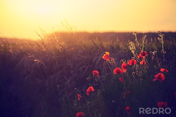 Bild Retro-Landschaft mit Mohnblumen