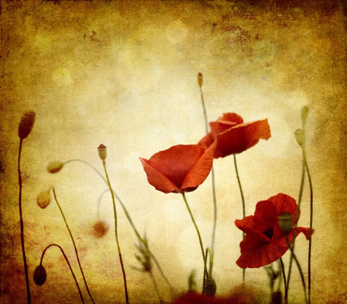 Bild Retro-Mohn auf einem gealterten Hintergrund