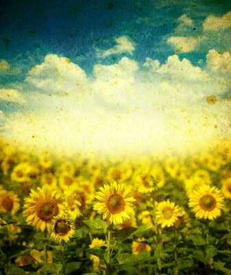 Bild Retro Muster mit Sonnenblumen
