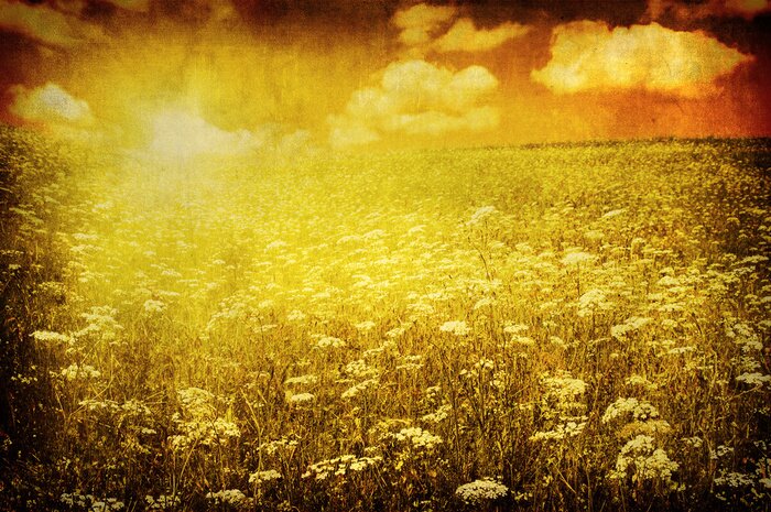 Bild Retro Sonnenuntergang auf der Wiese