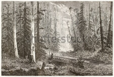 Bild Retro-Stil Skizze des Waldes