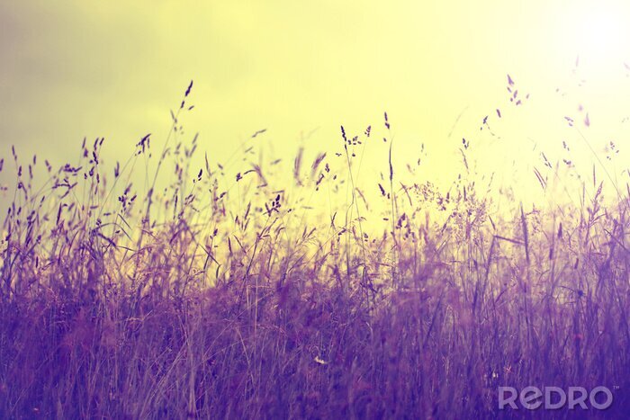 Bild Retrofotografie mit Wiese