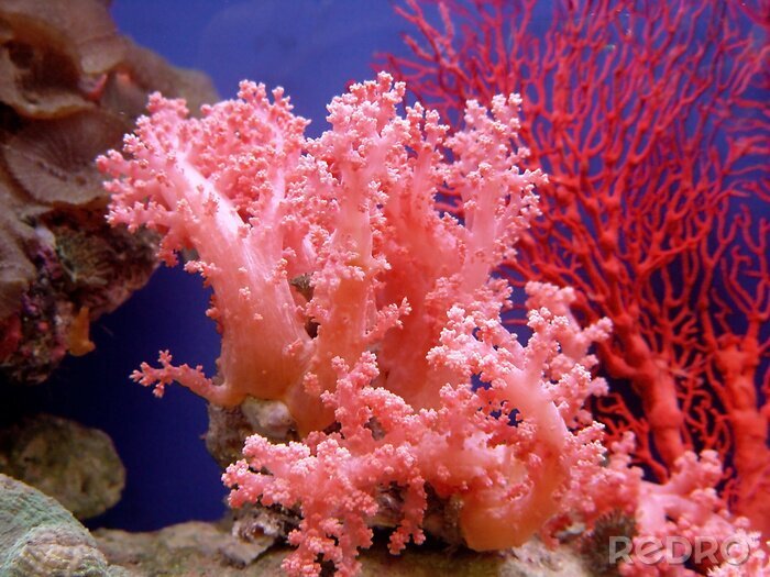 Bild Rötliches Korallenriff