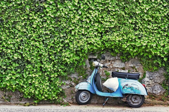 Bild Roller vor einem Efeu-Hintergrund