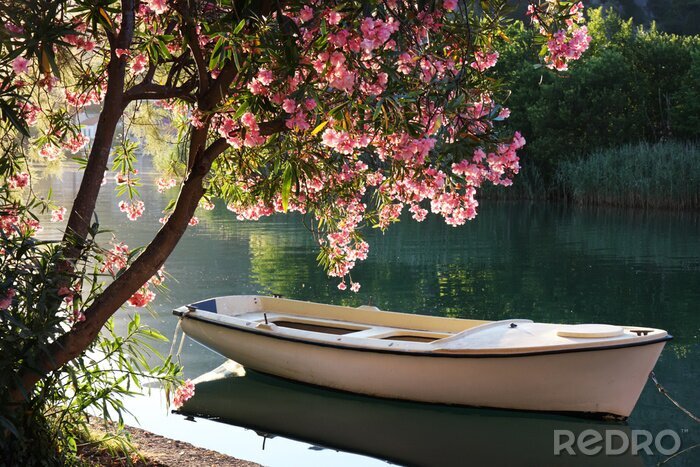 Bild Romantischer blühender Baum und Boot