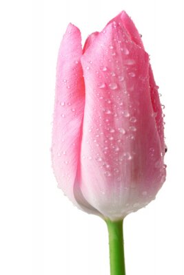Bild Rosa Blume auf hellem Hintergrund