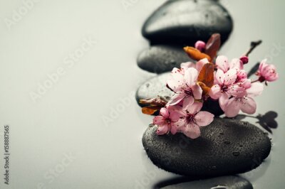 Bild Rosa Blumen auf schwarzen Steinen