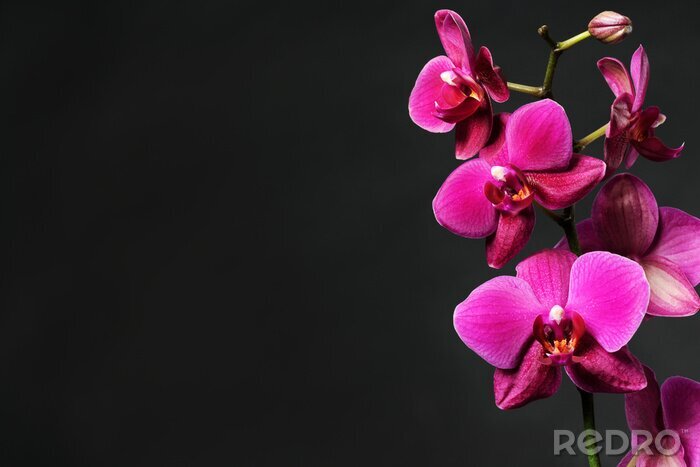 Bild Rosa Blumen in voller Blüte