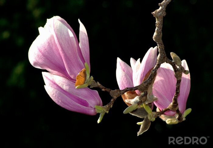 Bild Rosa Blumen und Zweig