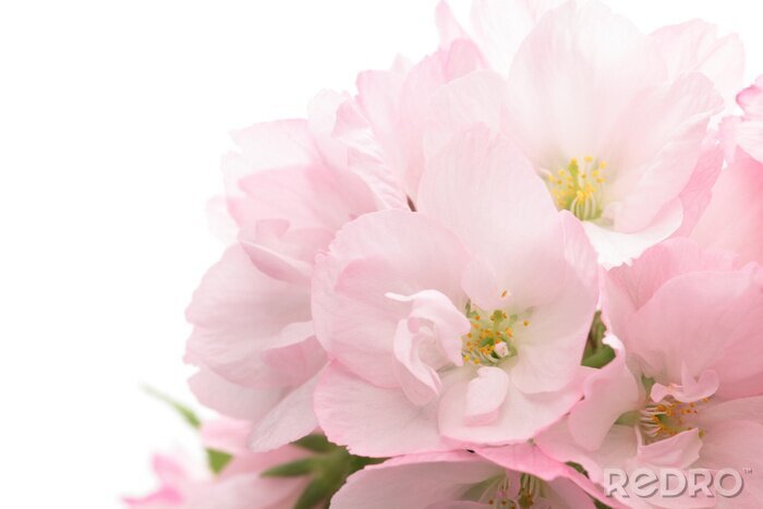 Bild Rosa Blumen von nahem