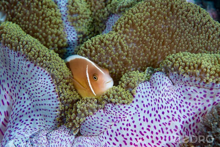 Bild Rosa Fisch und Korallenriff