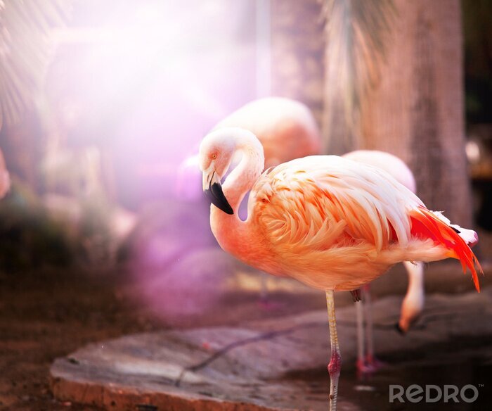 Bild Rosa gefiederter Vogel