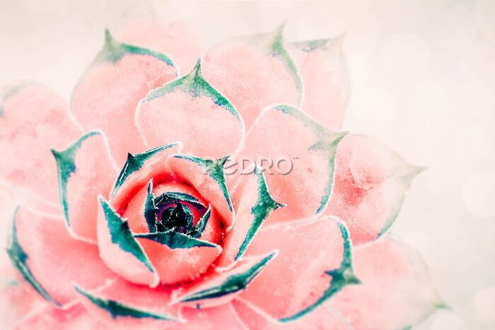 Bild Rosa-grüner Kaktus auf hellem Hintergrund