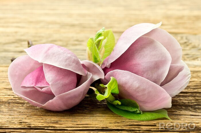 Bild Rosa Magnolie auf Holz