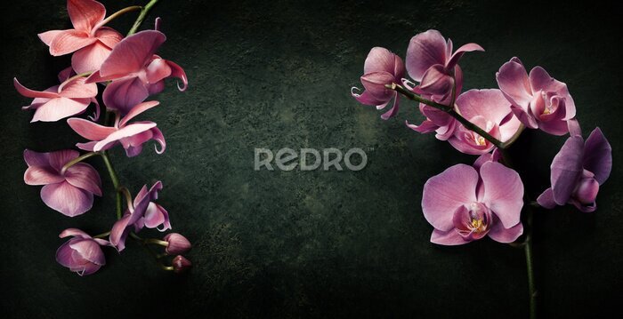 Bild Rosa Orchidee auf schwarzem Hintergrund